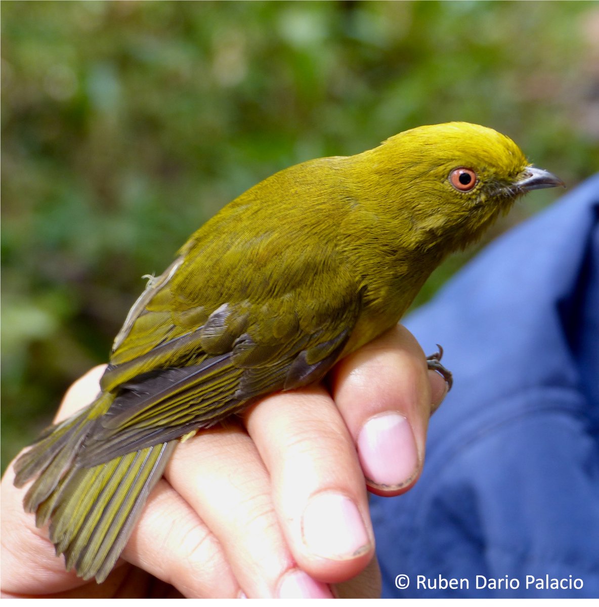 rdpalacio's tweet photo. Exciting news for Colombian birds!

I show that the Yellow-headed Manakin is an ENDEMIC species of Colombia, in my latest research in @OrnitologiaCol.

This rare manakin was believed to also occur in Ecuador, but not anymore!

Here's how I uncovered its TRUE distribution🧵 https://t.co/d0i2WXXIu4