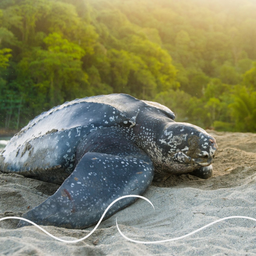 ANGARIocean's tweet image. #Leatherbacks are a vulnerable species because of:

❗️Bycatch
❗️Egg harvesting
❗️Nesting habitat loss
❗️Vessel strikes
❗️Ocean pollution &amp;amp; marine debris
❗️Climate change

Let's do what we can to help this prehistoric specie survive.

📸: Rawlinson_Photography

#ANGARIDeepDive