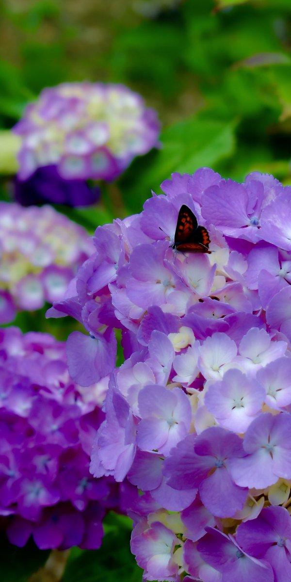 7月

#写真好きな人と繋がりたい
#7︎月#写真撮ってる人と繋がりたい
#キリトリセカイ