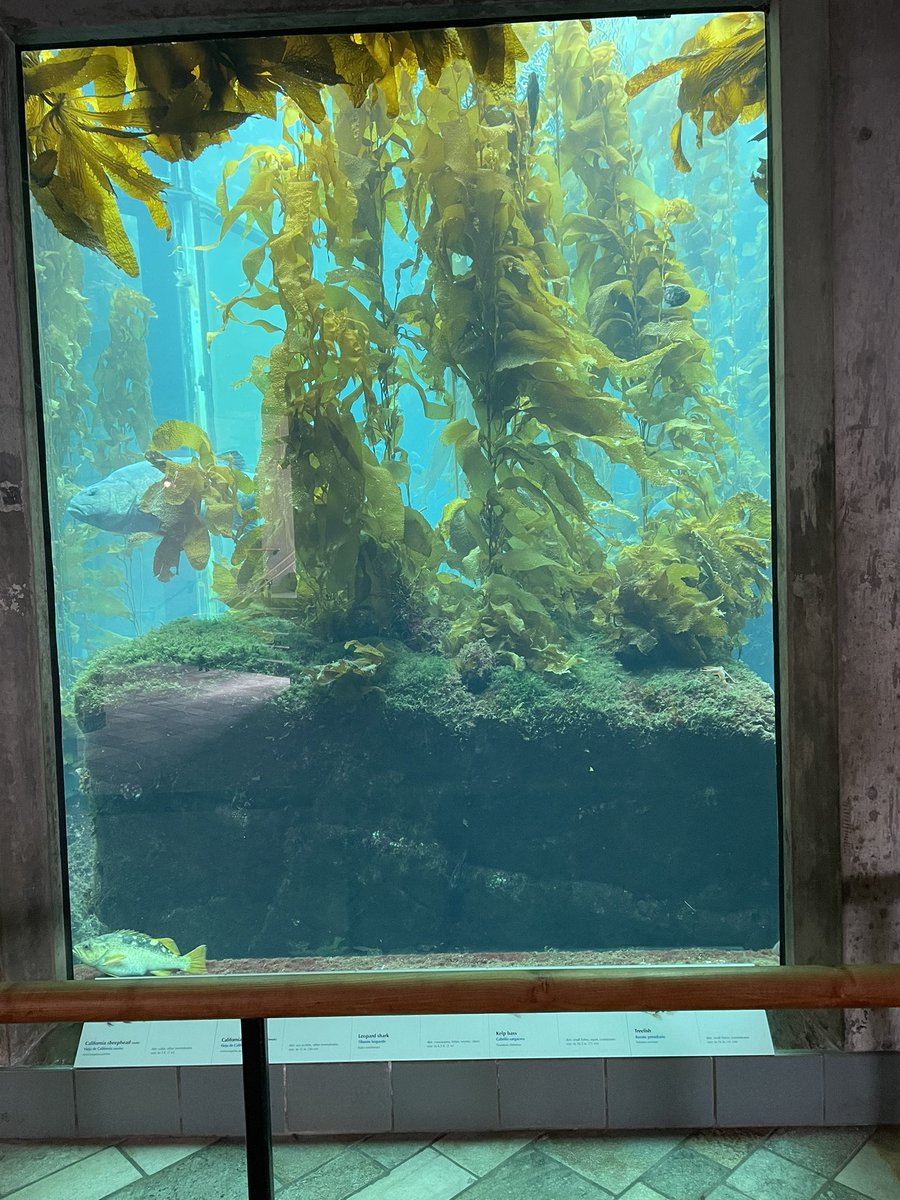 KelpseyofKFT's tweet photo. Kelp looking fresh, GSB in view and feeling good. Happy #phycologyfriday. https://t.co/2yPil3za6m