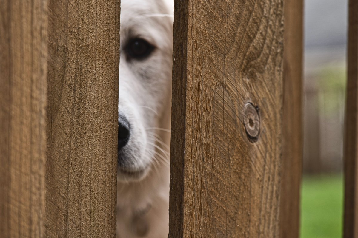 uspetfood's tweet photo. During #NationalLostPetPreventionMonth, take steps to ensure your #dog or #cat stays safe and secure by checking for holes in your fence or any tears or worn spots in collars and leashes.  https://t.co/6q44DQuFWy https://t.co/BivbdwBW7b