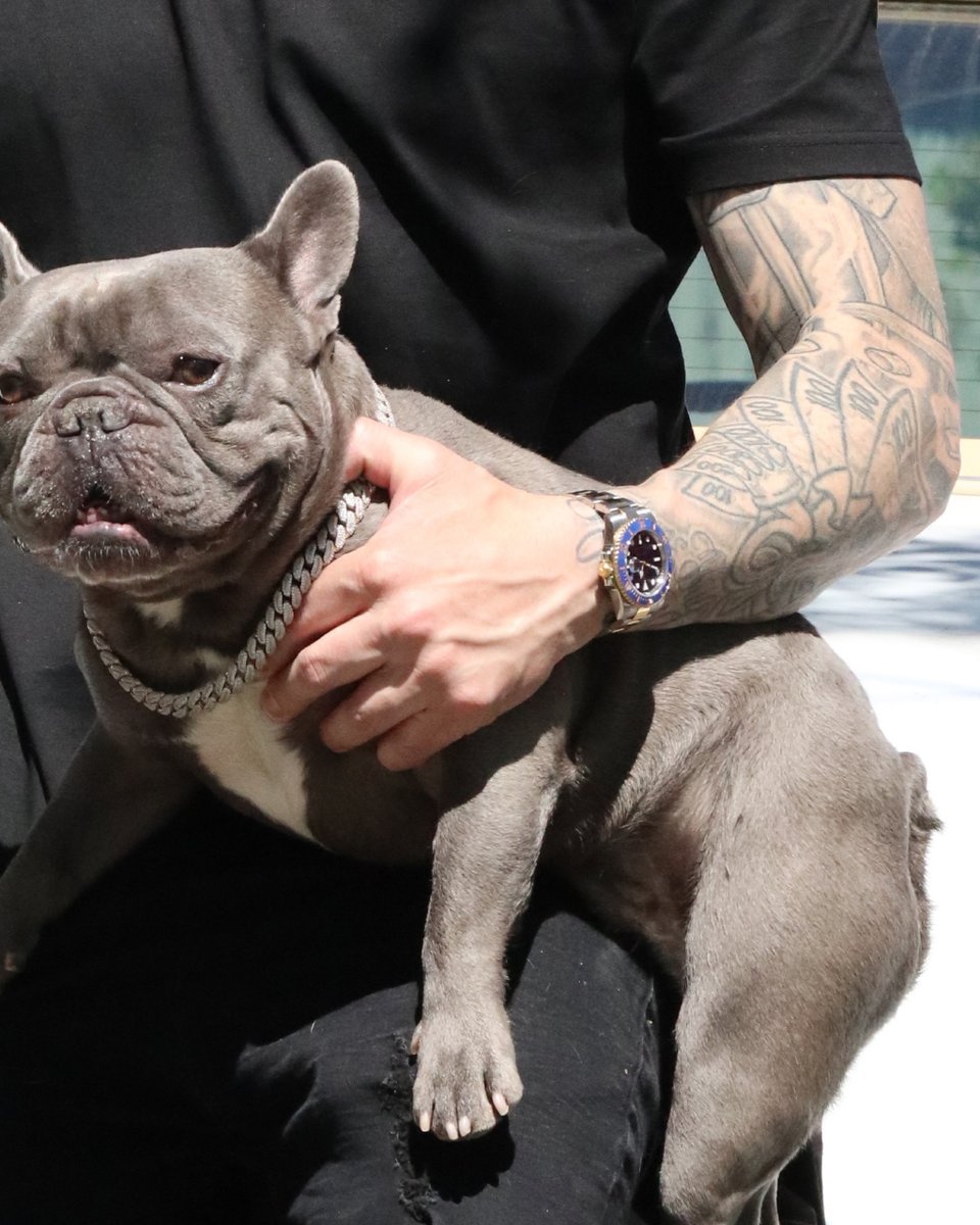 my dawg #canadiandiamondboyz #frenchbulldog