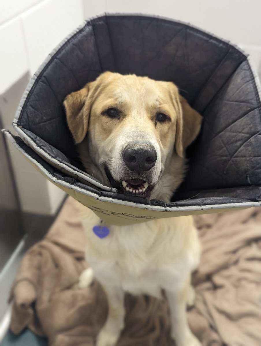 CalgaryHumane's tweet photo. You want to adopt US?! Andie &amp; Otis here! Let's do this furver 😍🐶

We are a friendly and snuggly pair. We are best friends who want to find a furever home together ❤️ 

LEARN MORE &amp; ADOPT ✨ https://t.co/f5z9w9QaJO https://t.co/WFrcZvoZHZ
