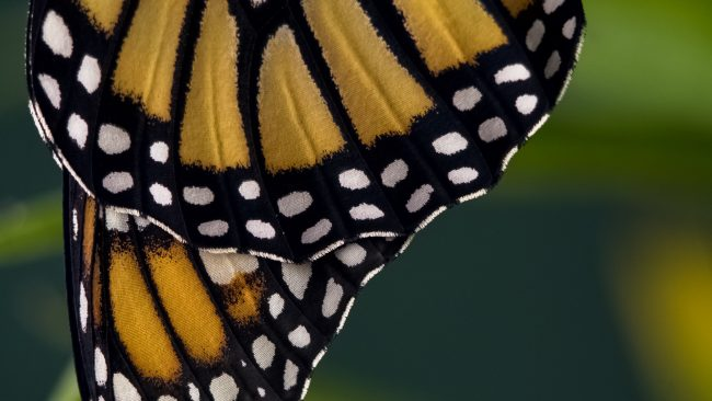 monikam's tweet photo. New study: size and brilliance matter when it comes to the white spots on a monarch butterfly’s wings. https://t.co/8r8x1zLYDK https://t.co/Gd5KS67fJL