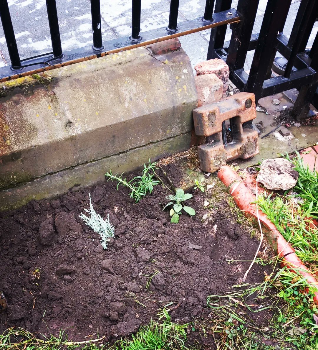 JohnnieMaguire's tweet image. To mark the anniversary of William Roscoe's death @friendsofroscoe and I,did a clean up of the space and planted a few things, including: Rosemary for remembrance, Sage to rid of negativity, Mint for good fortune.
#friendsoroscoegardens 
#APortraitofWilliamRoscoe 
#RoscoeBirch