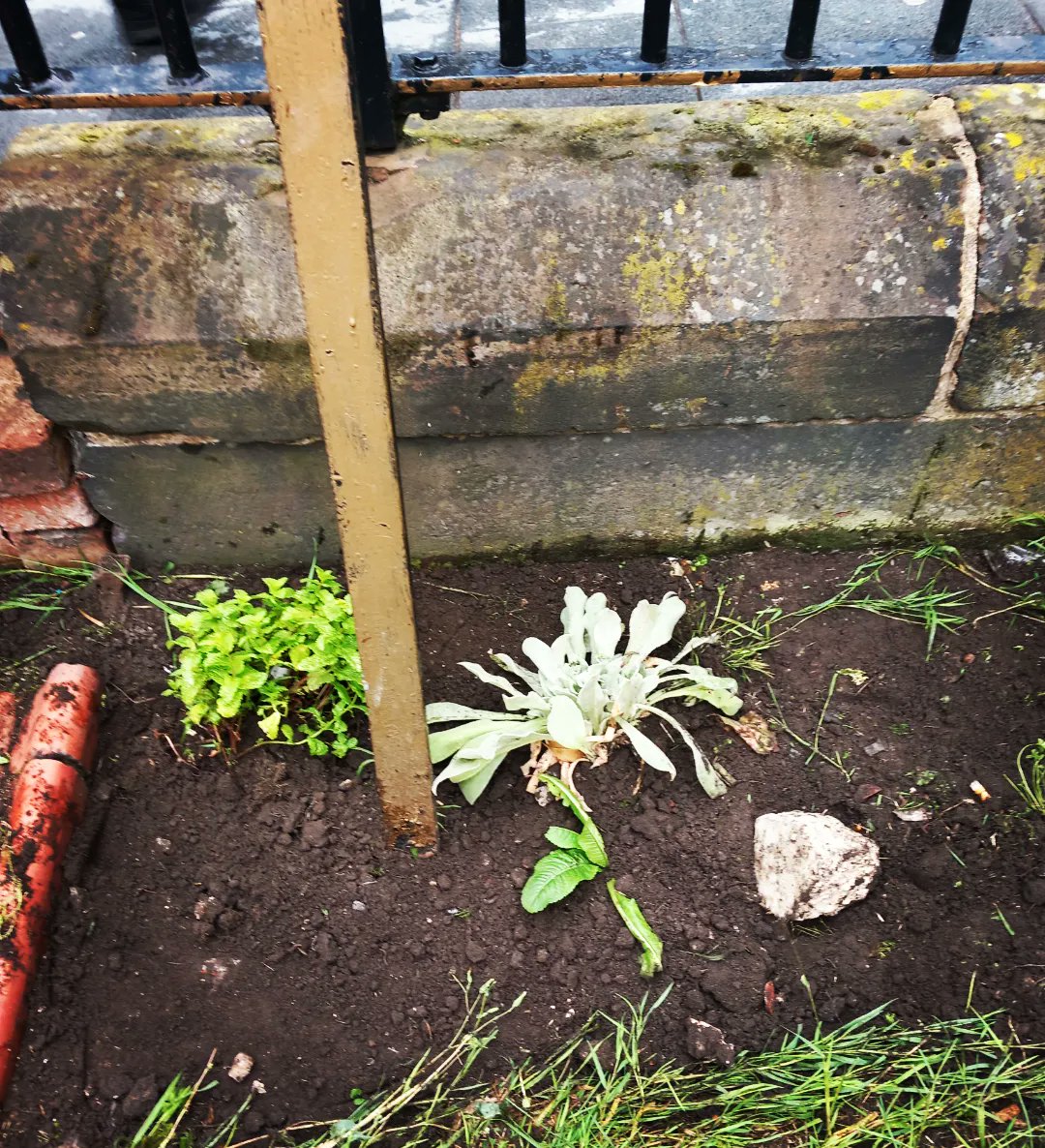JohnnieMaguire's tweet image. To mark the anniversary of William Roscoe's death @friendsofroscoe and I,did a clean up of the space and planted a few things, including: Rosemary for remembrance, Sage to rid of negativity, Mint for good fortune.
#friendsoroscoegardens 
#APortraitofWilliamRoscoe 
#RoscoeBirch