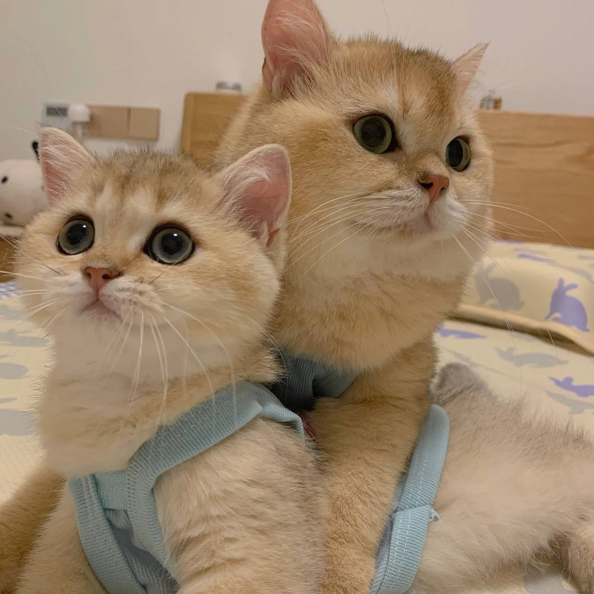 MastersBrake's tweet photo. Whose cutie is this, here to show affection🤭📷 📷 🤭 https://t.co/xkARUmaJ8v