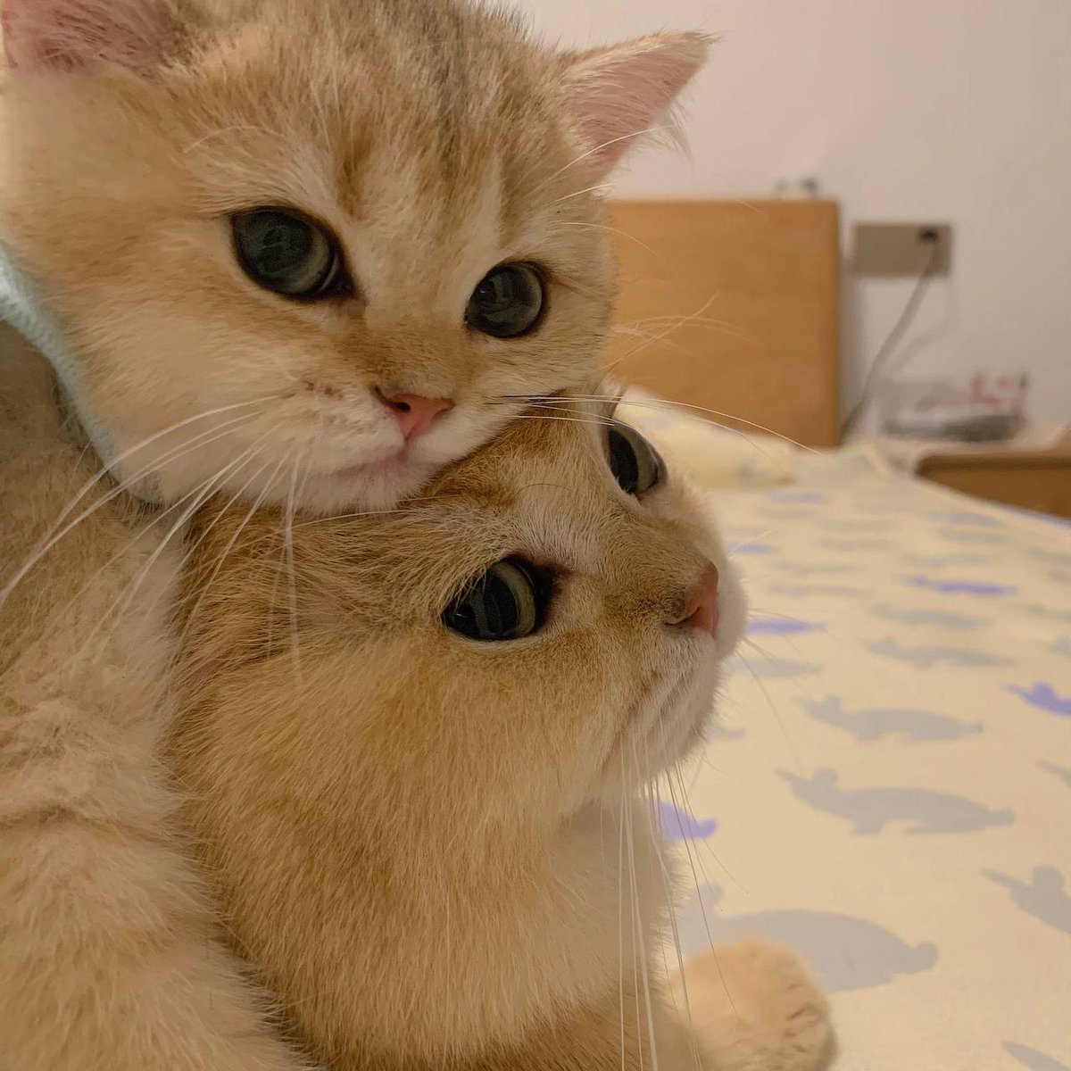 MastersBrake's tweet photo. Whose cutie is this, here to show affection🤭📷 📷 🤭 https://t.co/xkARUmaJ8v