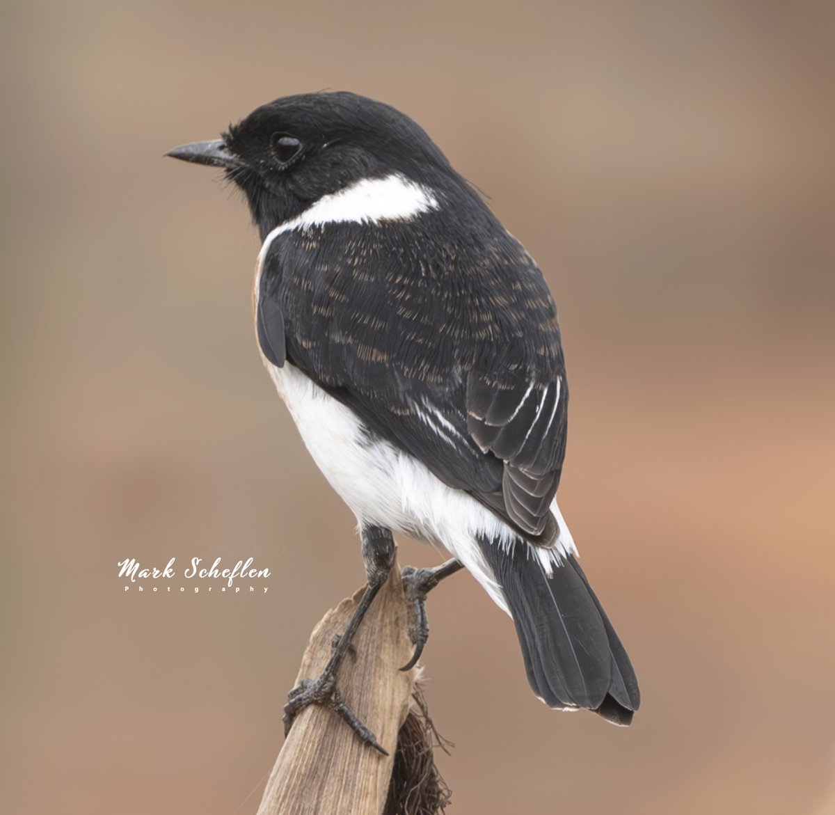 African Stonechat, Kisoro area, SW Uganda, #birdsofafrica #birdsphotography #BritishNatureGuide #birdwatching #birdsinafrica #NaturePhotography #birdsinnature #birdsinuganda #birdcpp #TwitterNatureCommunity #wildlifephotography #birdsofinstagram #BirdsSeenIn2023