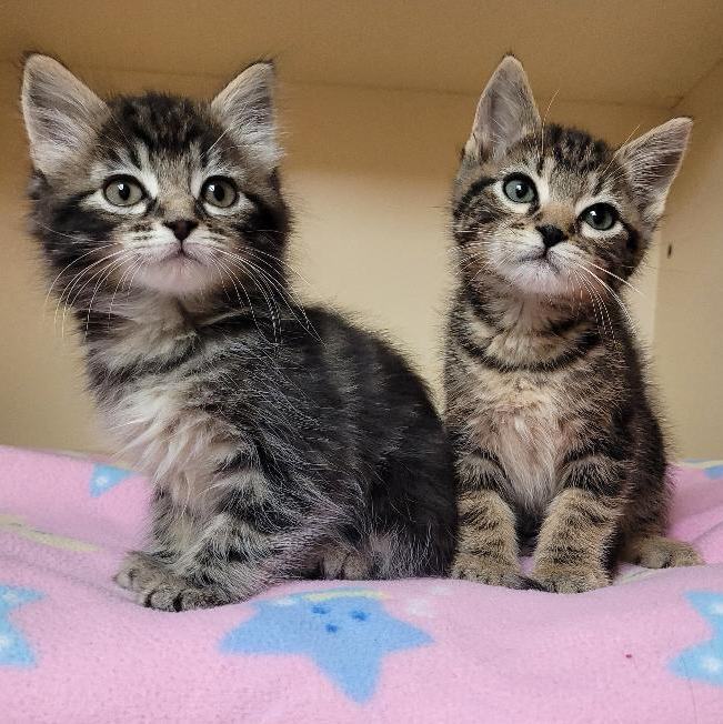 This adorable duo is Pip & Chip! These cuties have the sweetest faces & personalities. They adore people & would love to have a family to spend all their time with. They love to run & play and when they are finally tired they come in for the best snuggles! #adoptablekittens #hshp