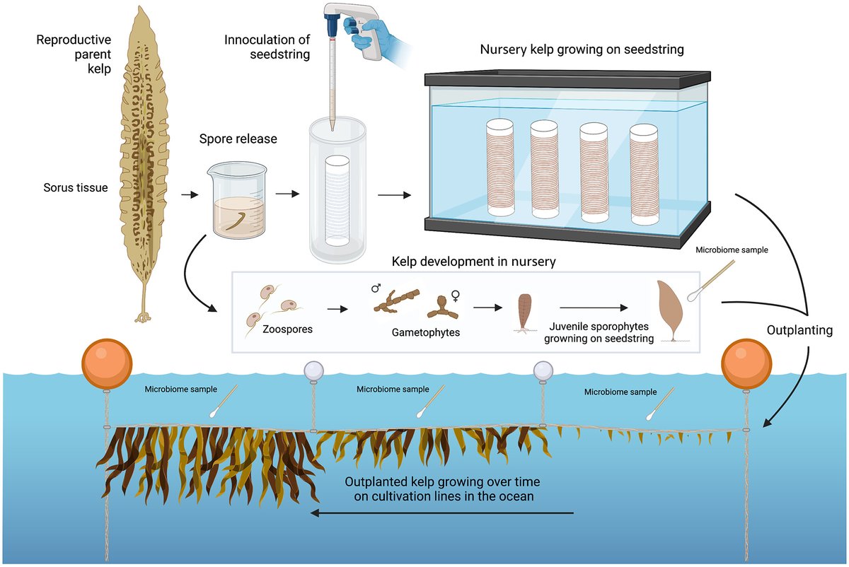 Journal of Phycology (@jphycology) on Twitter photo #JPhycol
Vol 59 Issue 3
Davis et al. (2023)
Successional dynamics of the cultivated kelp microbiome
doi.org/10.1111/jpy.13…
<a href="/wileyplantsci/">Wiley Plant Science</a> <a href="/WileyEcolEvol/">Wiley Ecology & Evolution</a> <a href="/PSAAlgae/">Phyc. Soc. America</a> #JPhycol
Vol 59 Issue 3
Davis et al. (2023)
Successional dynamics of the cultivated kelp microbiome
doi.org/10.1111/jpy.13…
<a href="/wileyplantsci/">Wiley Plant Science</a> <a href="/WileyEcolEvol/">Wiley Ecology & Evolution</a> <a href="/PSAAlgae/">Phyc. Soc. America</a>