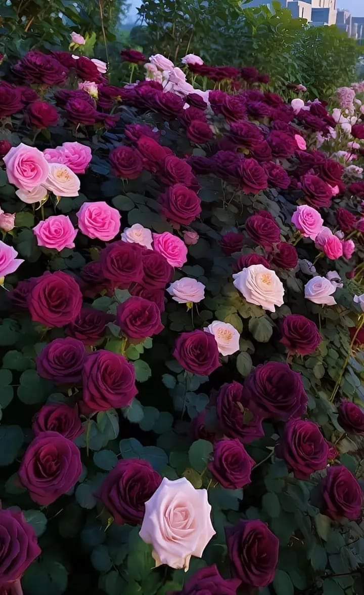 الاهتمام الزائد قد يفقدك كرامتك لذا احذر ان ترمي الكثير من الزهور في أحضان فاقد حاسة الشم....💔