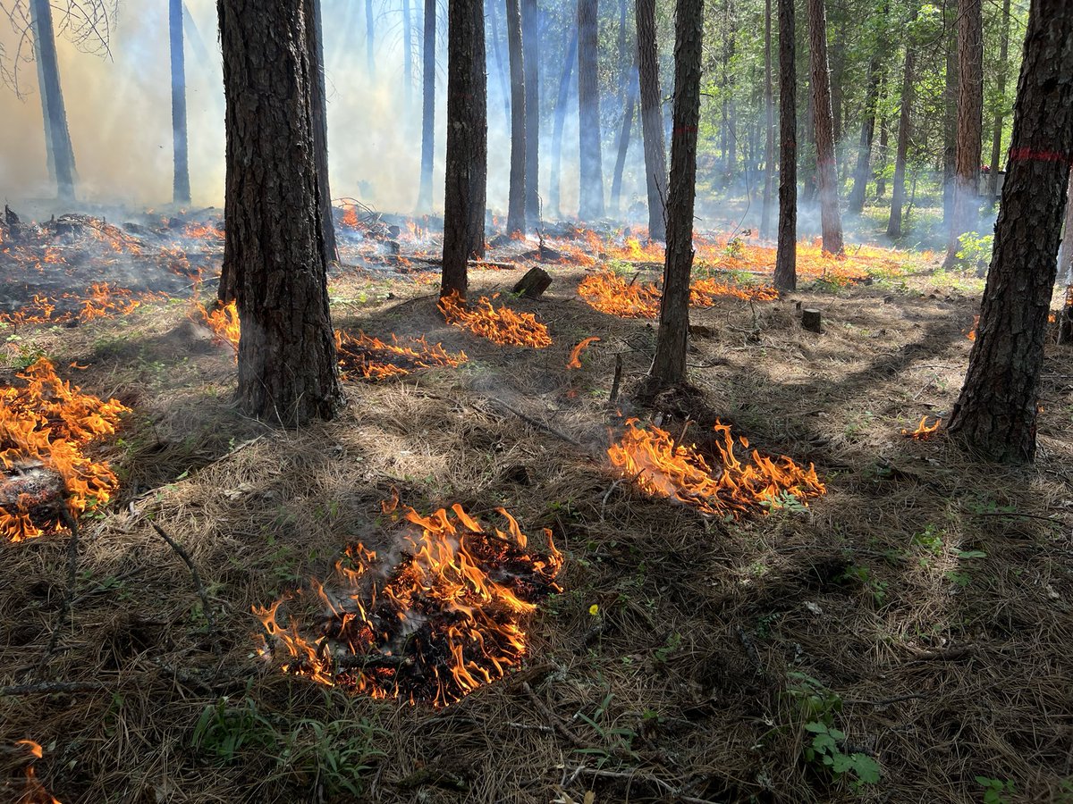 Oregon just established a Prescribed Fire Claims Fund to cover potential damages resulting from prescribed burns! This will help to reduce barriers to burning on non-federal land. The bill also for the first time recognizes cultural burning in state law. 1/2