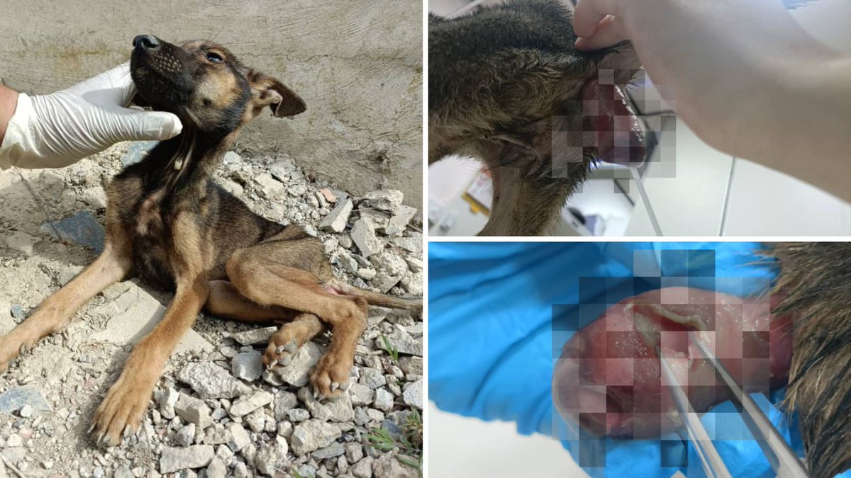 IAPWA's tweet photo. 🚨EMERGENCY APPEAL 🚨 Iris was found on the street all alone, with no mum or siblings in sight. As if being a scared, lonely puppy were not enough, Iris is suffering a maggot infested prolapse, pus filled pimples throughout her body and is extremely thin. 😔

Will you help us help Iris get out the other end of this a happy and healthy girl? 🙏

HOW TO DONATE 👇🏽
➡️ Donation form: https://t.co/jMujjWXhbg
➡️ PayPal: https://t.co/yrHULK5NlJ