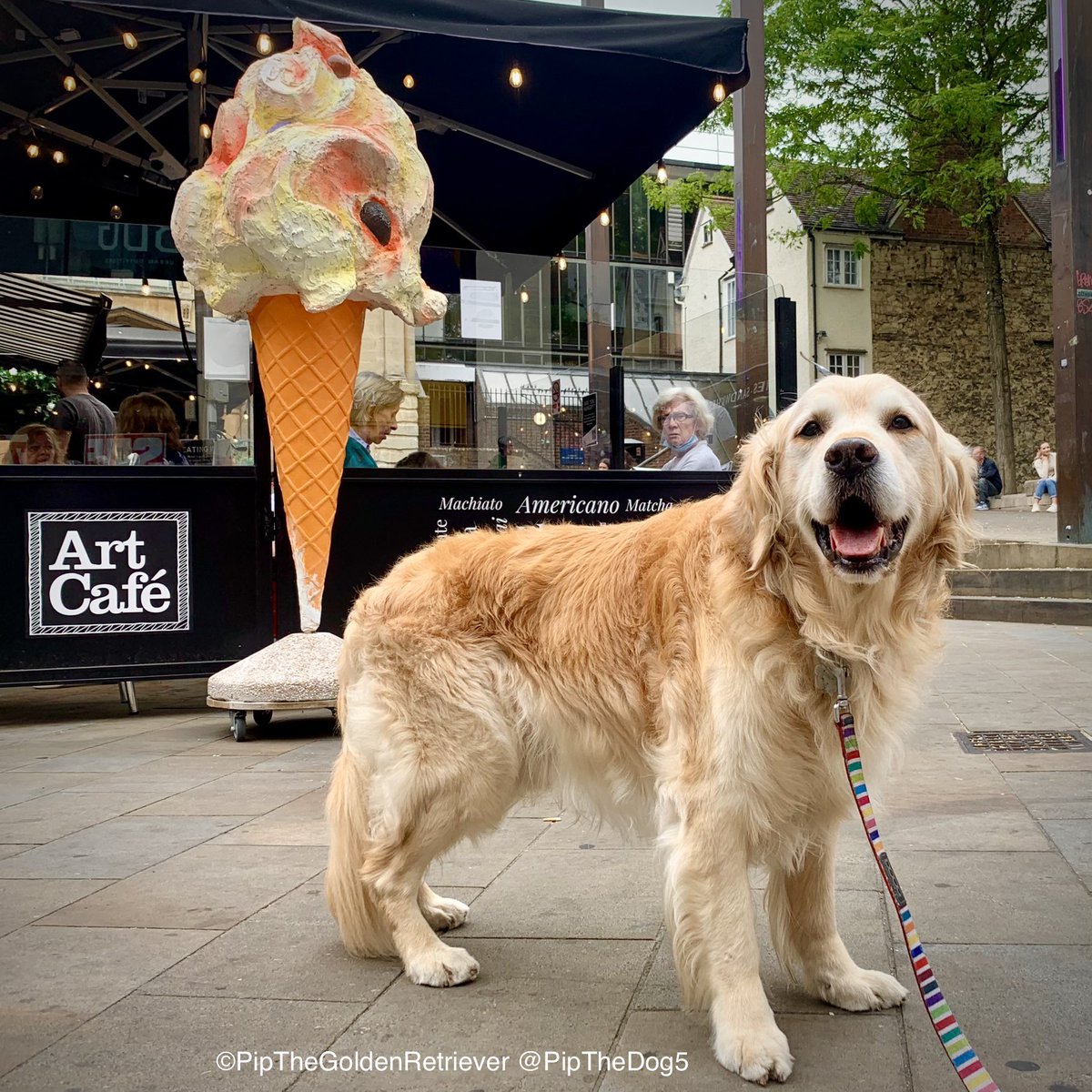 🍦🐶🍨

Breaking news: ice cream is available on #WorldSocialMediaDay.

I got the scoop. 😉

#GoldenRetrievers 🐕😀🐾 #DogsOfTwitter