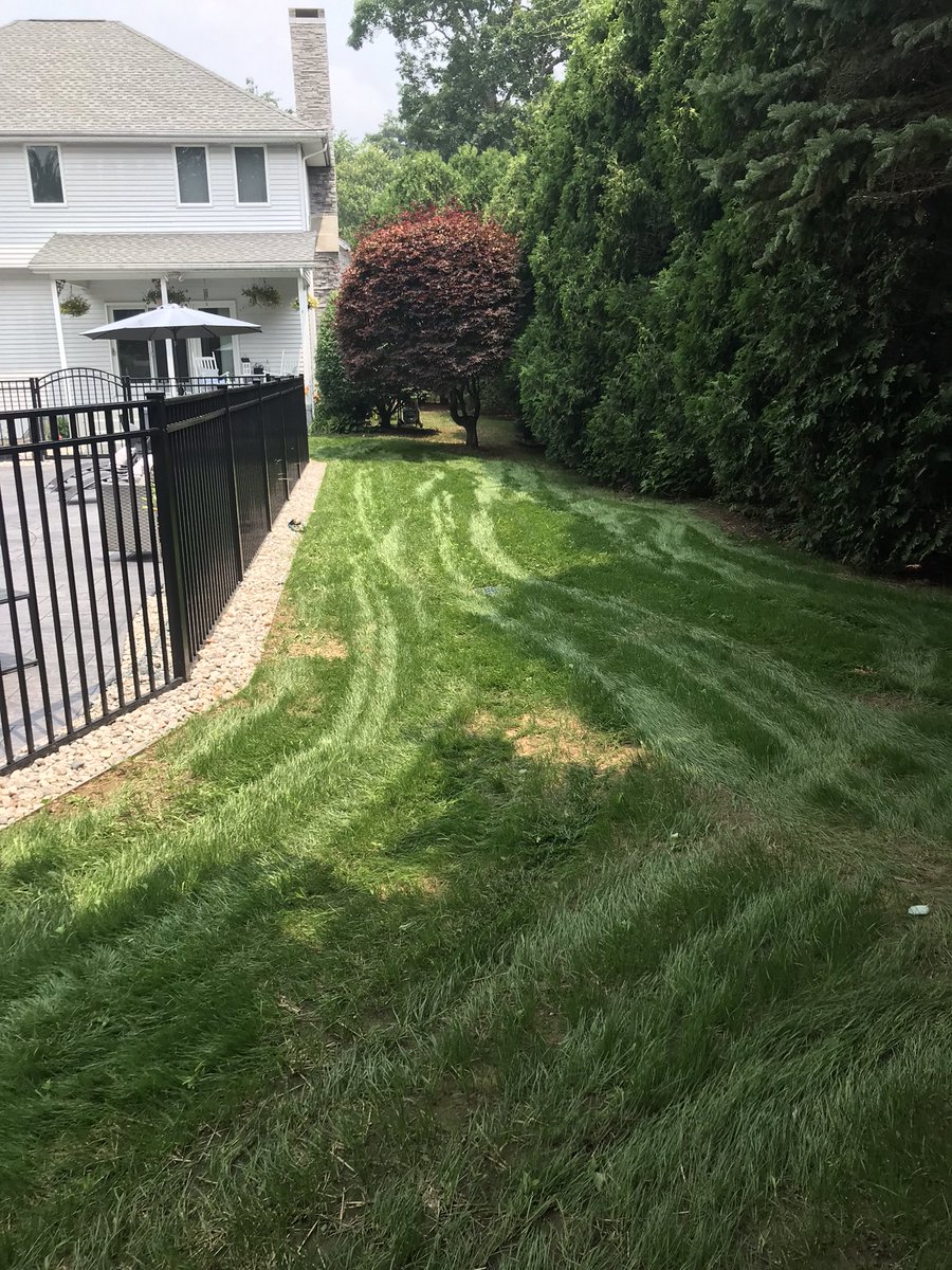 RobertBigman3's tweet photo. New grass got its first cut today and Whoa. I grew grass!! Cheers 🥂❤️ #OurMickeyPool https://t.co/qJz8RNkYMC