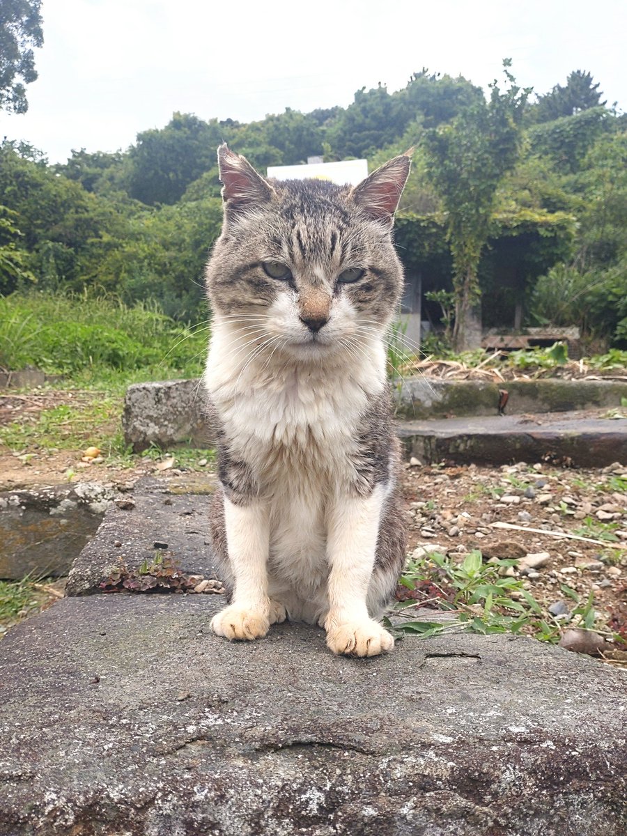 この間知り合ったﾈｺﾁｬﾝｽﾞ