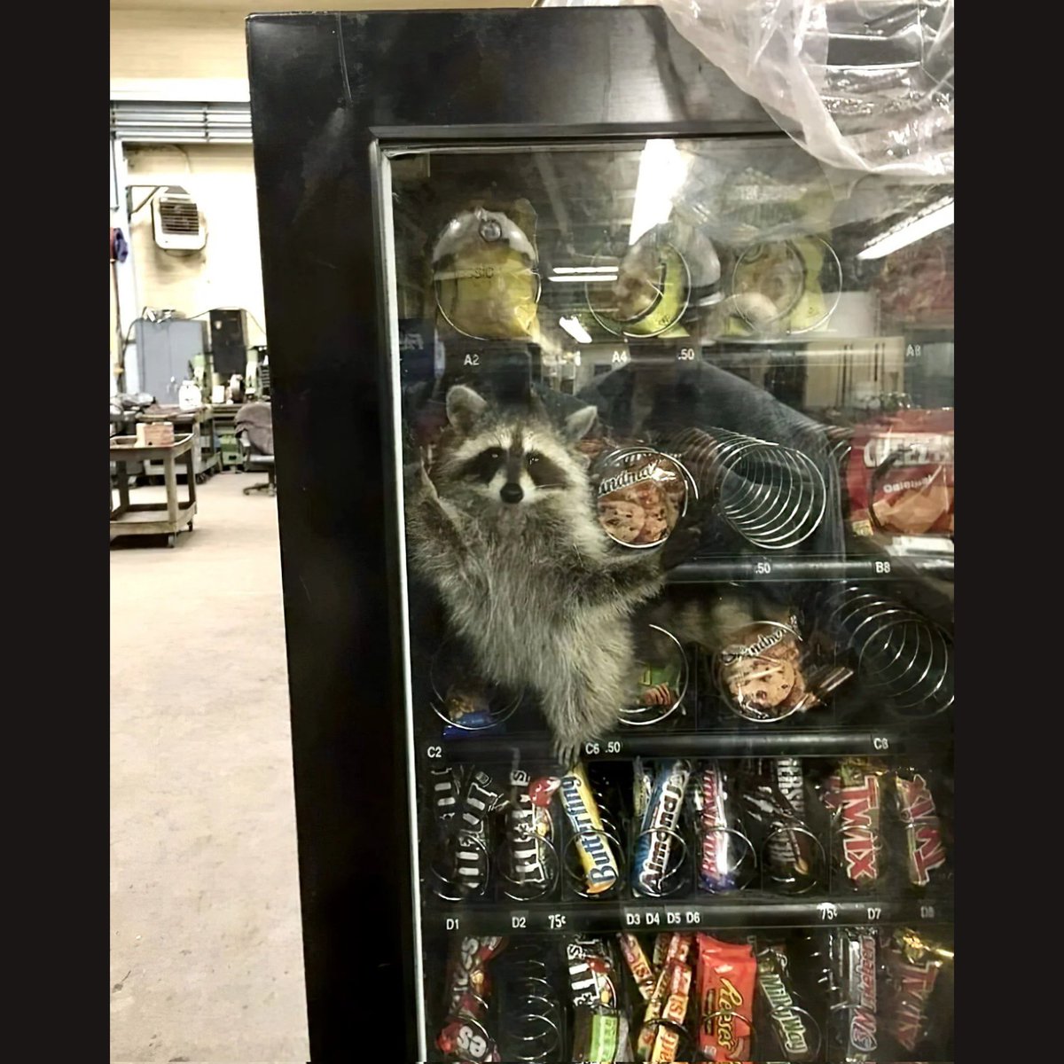 Raccoons Hourly (@raccoonhourly) on Twitter photo 