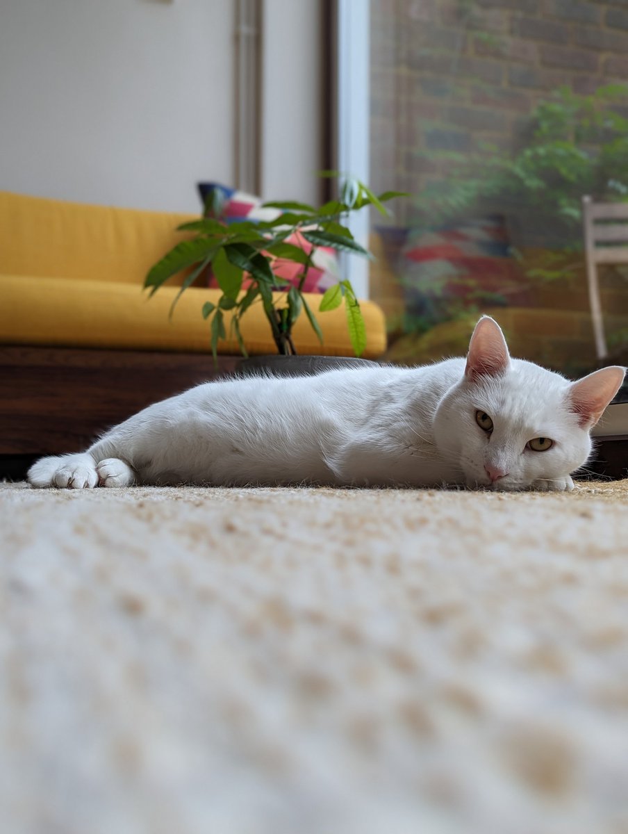 Hi new followers 👋  as promised at LeadingEng - here's Charlie!