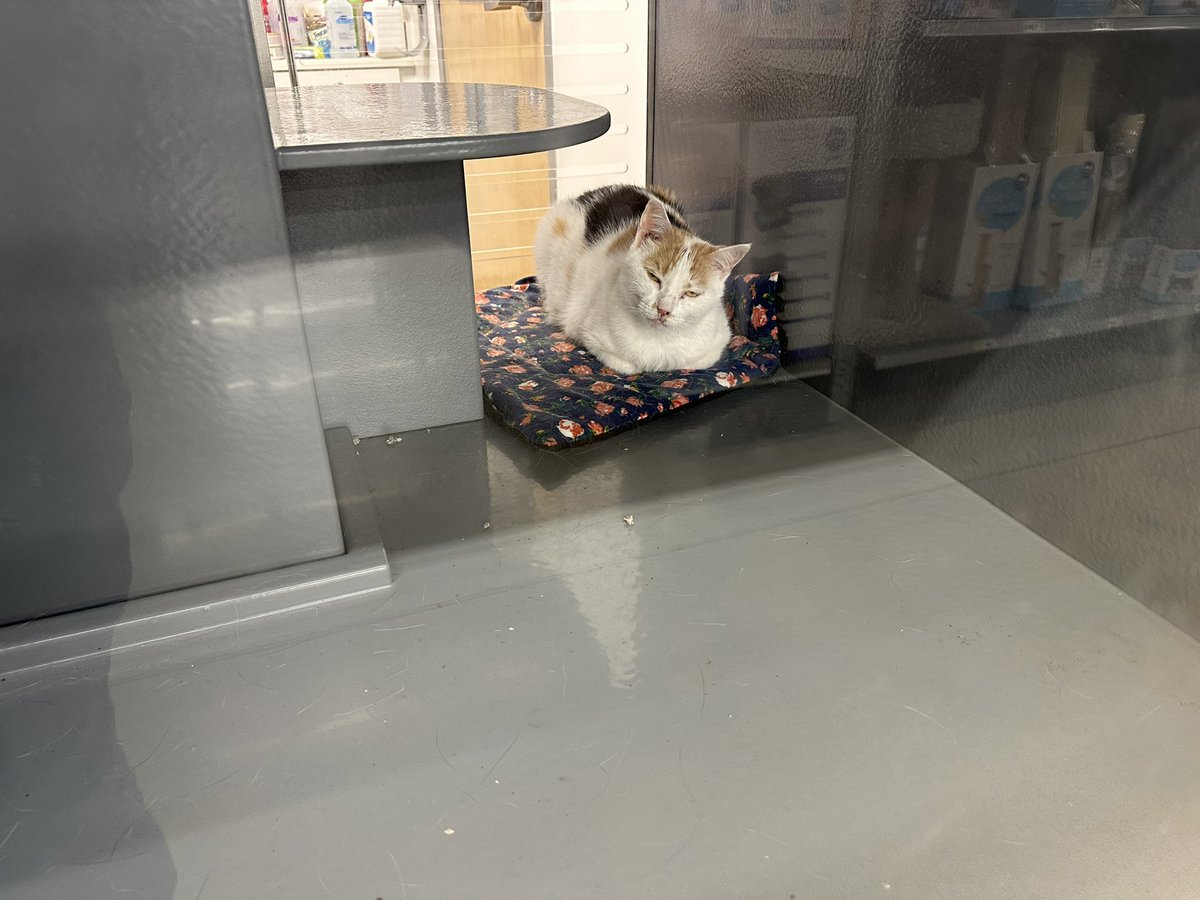 Stray Liotta, Hey Spots! tweet media