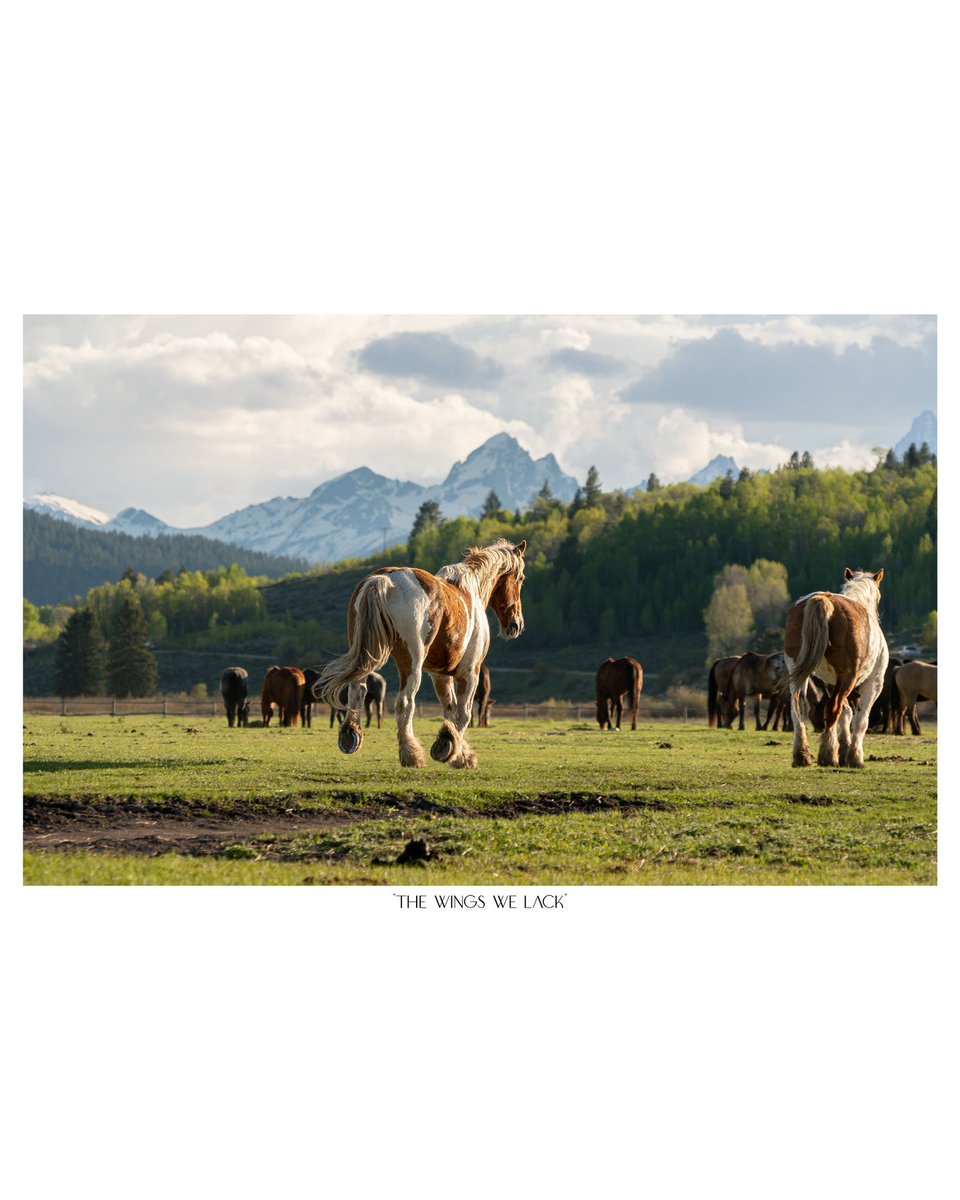 unspokenvisuals's tweet photo. The wings we lack
-
https://t.co/f3Av1FKF9m
-
#wrangler #horses #kimes #wranglers #ariat #westernphotography #wyoming #bootbarn #photography #hooey #westerntack #westernaf #ranchlife #farwestmagazine #workingranchmagazine #equestrian #montana #utah #nevada #cowboy #americancowboy https://t.co/VFdxh6CY2q