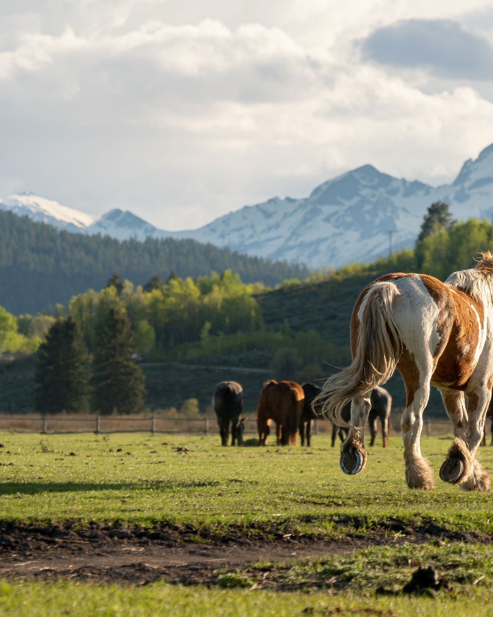 unspokenvisuals's tweet photo. The wings we lack
-
https://t.co/f3Av1FKF9m
-
#wrangler #horses #kimes #wranglers #ariat #westernphotography #wyoming #bootbarn #photography #hooey #westerntack #westernaf #ranchlife #farwestmagazine #workingranchmagazine #equestrian #montana #utah #nevada #cowboy #americancowboy https://t.co/VFdxh6CY2q