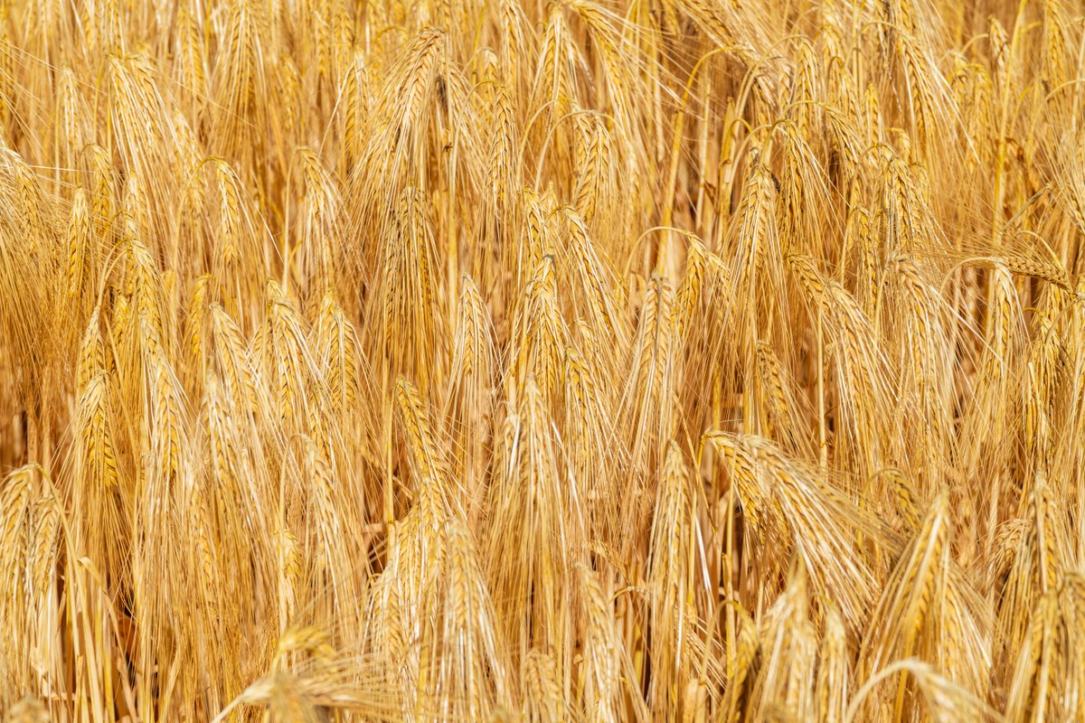 I went on a photoshoot of some barley fields last weekend - it's harvest time. If you are all dressed up and want to drink some, check out the Beer Idiots calendar #craftbeer #beerlover #beerlovers #beer idiots.beer/events/