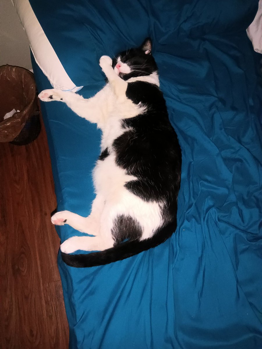 MBagadonuts's tweet photo. @Eric_Biggz Meaty

Coolest calmest cat I've ever seen. All he wants is treats and belly rubs, and he doesn't tear shit up lol. Lil love bug https://t.co/SKjd3dSzA1