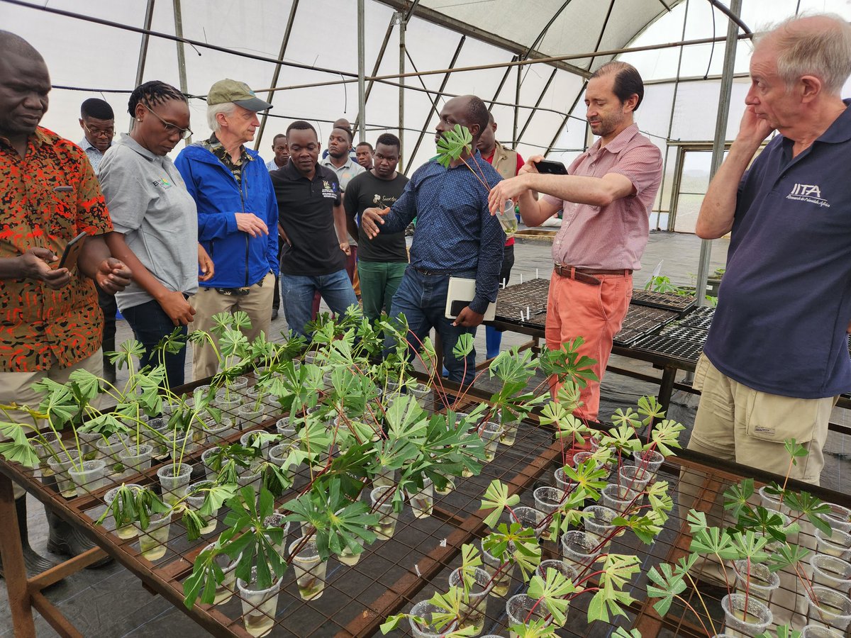 RTB leaders braved today's rain to visit the IITA banana and cassava breeding programmes in Sendusu, Uganda #RTB,  #breedingbetterbananas <a href="/IITA_CGIAR/">IITA</a>