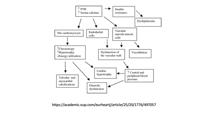 There may be a link between hyperparathyroidism and cardiovascular health. Scientists are studying how elevated parathyroid hormone levels might contribute to increased risk of heart disease
