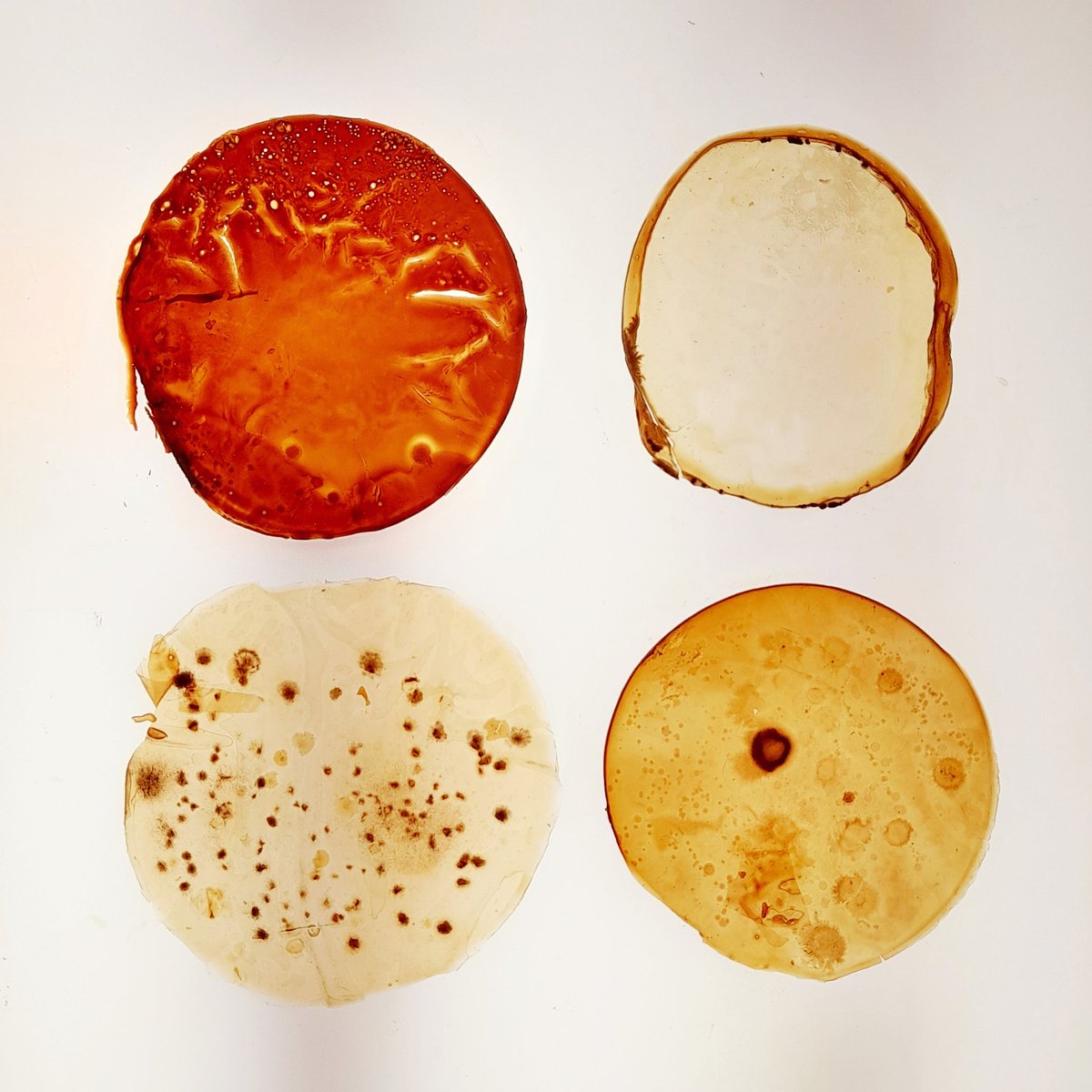 We've been doing a bit of a clean out of old petri dishes from microbes-gone-past. The nutrient agar has long dried out and after sterilising the dishes we're left with disks of fragile bioplastic🧫 #ASCUSLab #biomaterials #biodesign #microorganisms #microbiology #sustainability