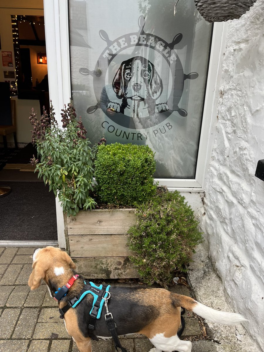Raffa2006's tweet photo. @BarendHoliday Every beagle bum needs to come here. It’s so much fun and very dog friendly. 
Thank you for my yummy carrots, I really enjoyed my stay. Nice to meet you Sam. Love Sasha😘 @BarendBeagles #TheBeagleCountryPub 🐶 https://t.co/dPoYNrPIVr