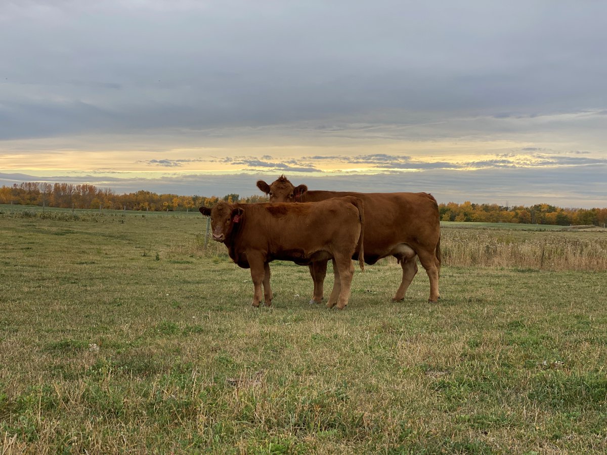 🧬🧬Remember that DNA turnaround time is 21 days. It takes up to an additional 2 weeks for genomically enhanced EPDs to be reflected in the registry. Contact the office for your tissue sampling supplies! 🧬🧬 #Gelbvieh #Balancer 
📷 Koziak Land &amp; Cattle, Star AB