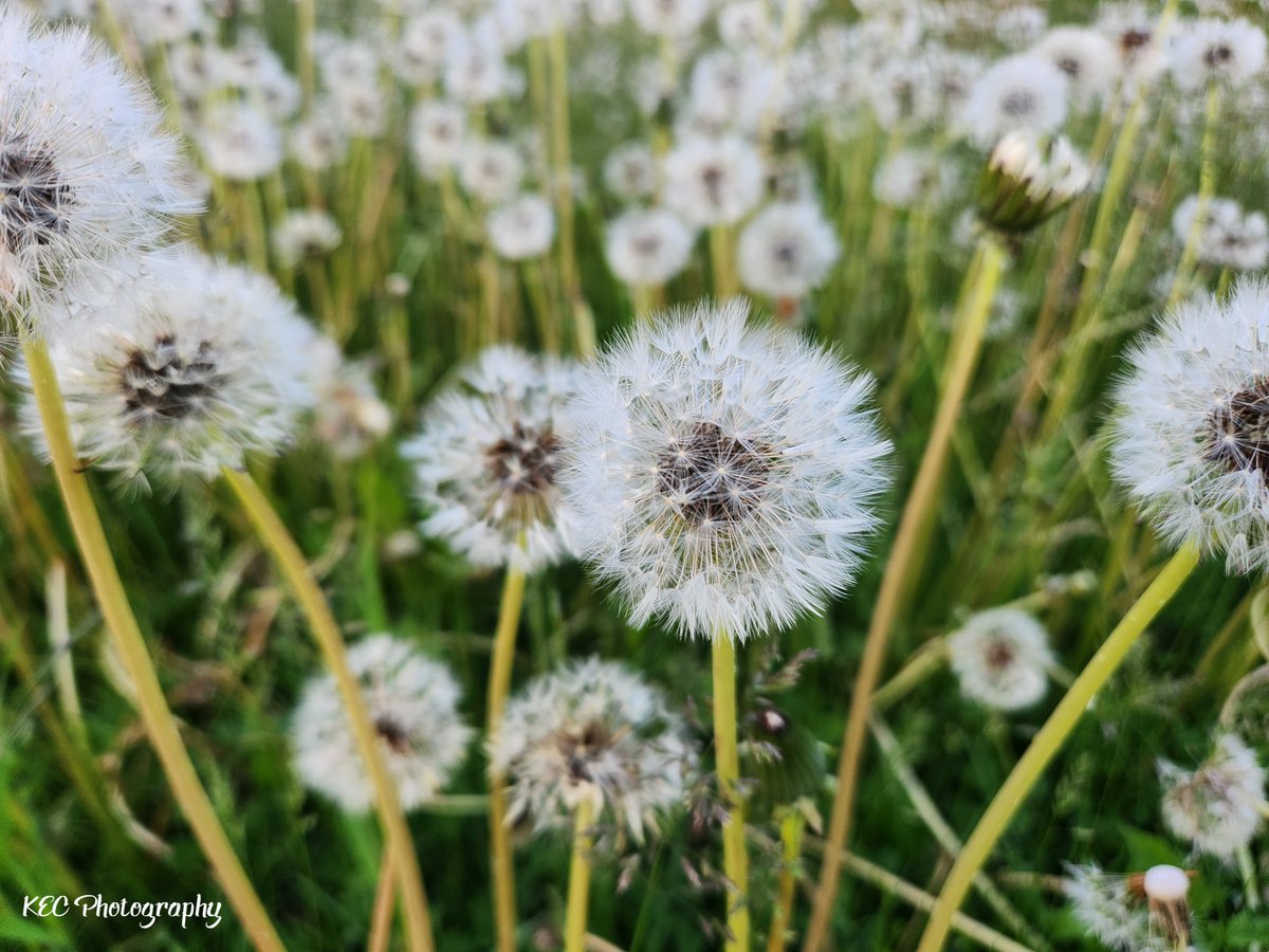 kecolwell's tweet photo. Look, it's a sea of #wishes!

#KECPhotos #dandelion #dandelions #flowers #backyardphotography #naturephotography #nature #myNBpics #fredericton #nofilter #nofilters #plants #dandelionseeds #dandelionseeds #lawn https://t.co/ngG9qxk3xS
