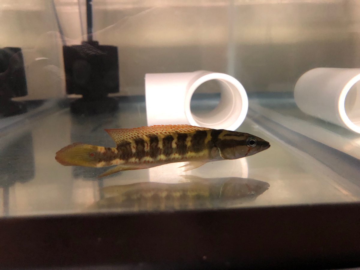 The first fishes have arrived in the Burress Lab! Hemeraia chicha (formerly Crenicichla chicha)