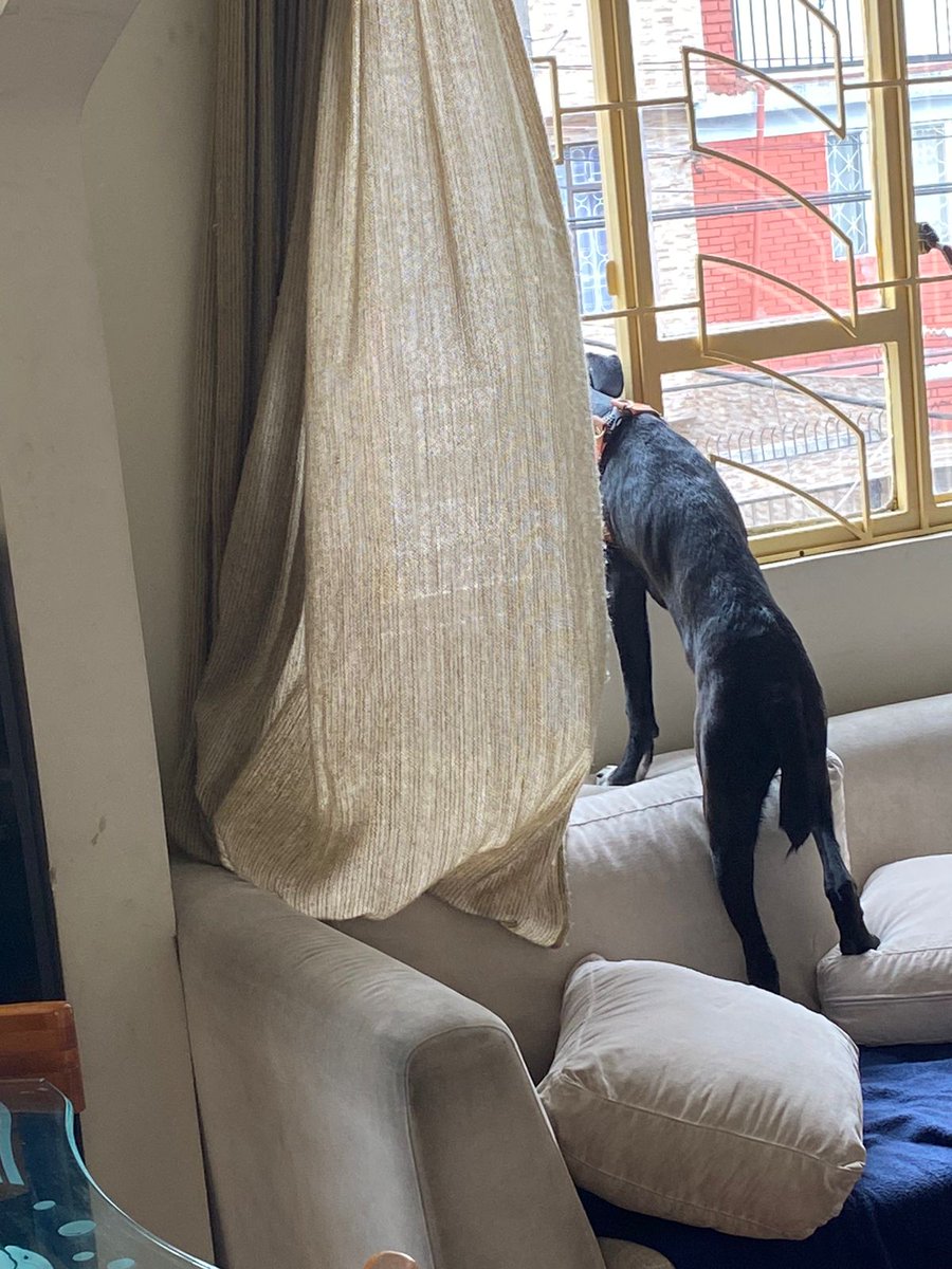 SALVANDO4AL1OO's tweet image. #Viernes de reporte de adoptados 📝
#Doby
(El rey del chisme)🤣
#PonUnPerroEnTuVida