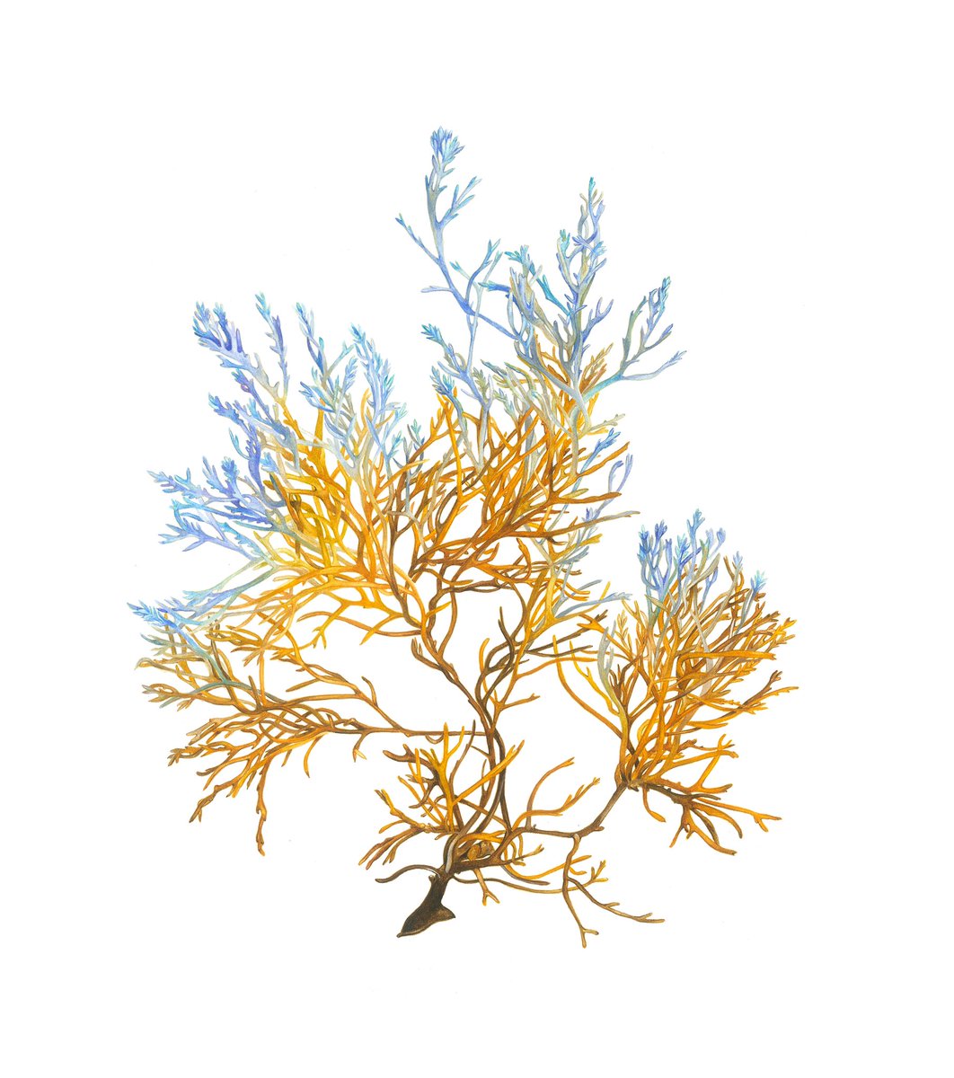Bushy Rainbow Wrack, #Cystoseiratamariscifolia 
This is my award winning painting at the <a href="/The_RHS/">The RHS</a> Botanical Art exhibition at the <a href="/saatchi_gallery/">Saatchi Gallery</a> 
Still time to visit the show until 9th July #PhycologyFriday #seaweed