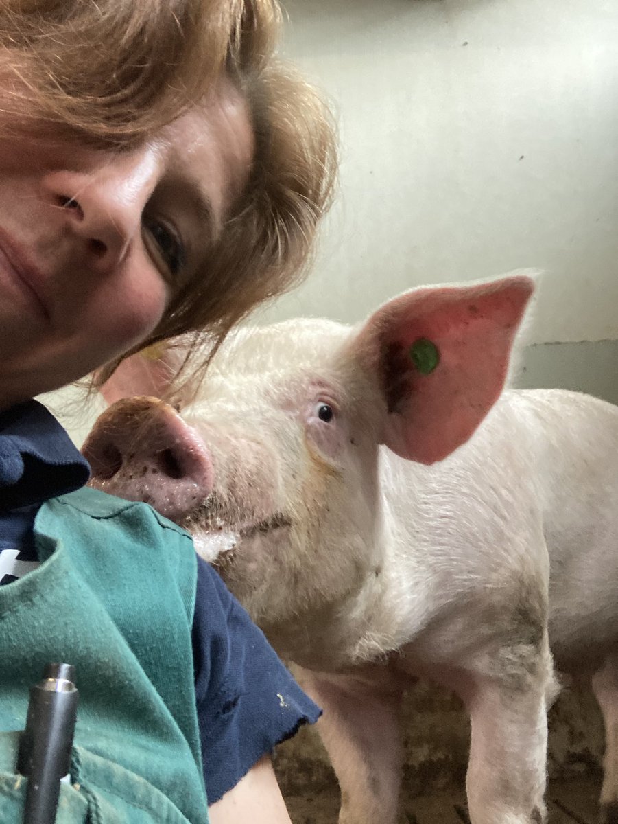 sabinegrobbink's tweet photo. Vandaag #MaxVerstappen ๐en #MinnieCooper ๐ (het waren als big mini en maxi) verhuisd van de jeugdherberg naar het kasteel ๐ฐ samen met een nieuwe geselecteerd groepje prinsessen ๐ธ
Ze mogen eerst nog even wennen voor ze aan het werk gaan ๐ https://t.co/VARIIjeugK