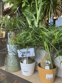 HardingHillsHyV's tweet photo. Happy Fourth Of July weekend!! Check out these amazing plants we got in!! Some really awesome deals going on here at your #HardingHillsFloralShop Stop on in. Don't forget your balloons and table arrangements! We can't wait to see you https://t.co/Tlu2RpTR5W