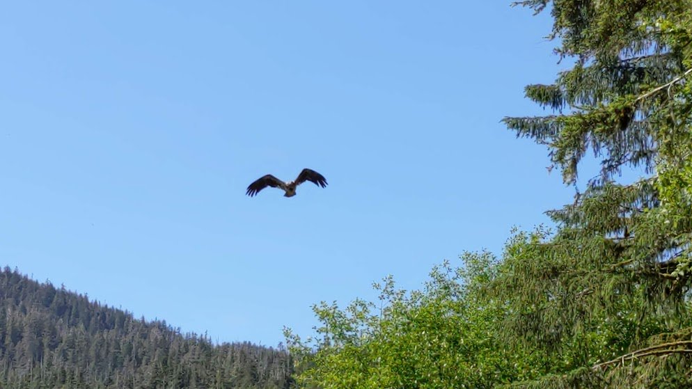 axynim's tweet photo. Had a Blast on my recent vacation. Inside Passage Cruise to Alaska! Saw amazing nature, whales, orca, seals and sea lions. Walked a glacier, hiked with Golden Eagles, and took in the beauty of our land and sea. #ExploringisFun https://t.co/FejudxhRs7