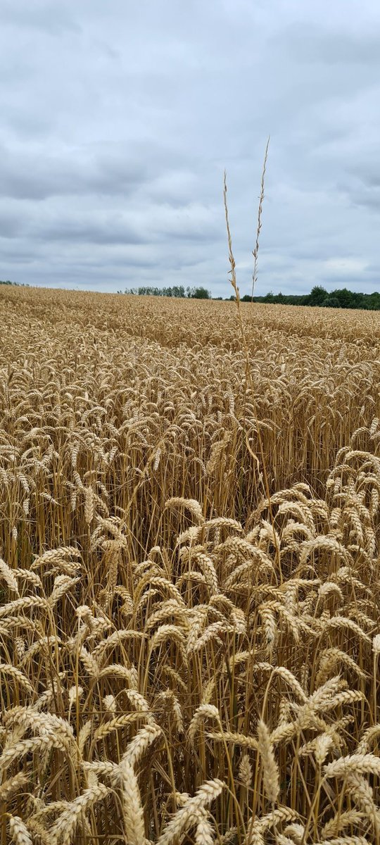 Les_Elles_Terre's tweet image. Bientôt 
#FrAgrimoisson2023 
#FrAgTw