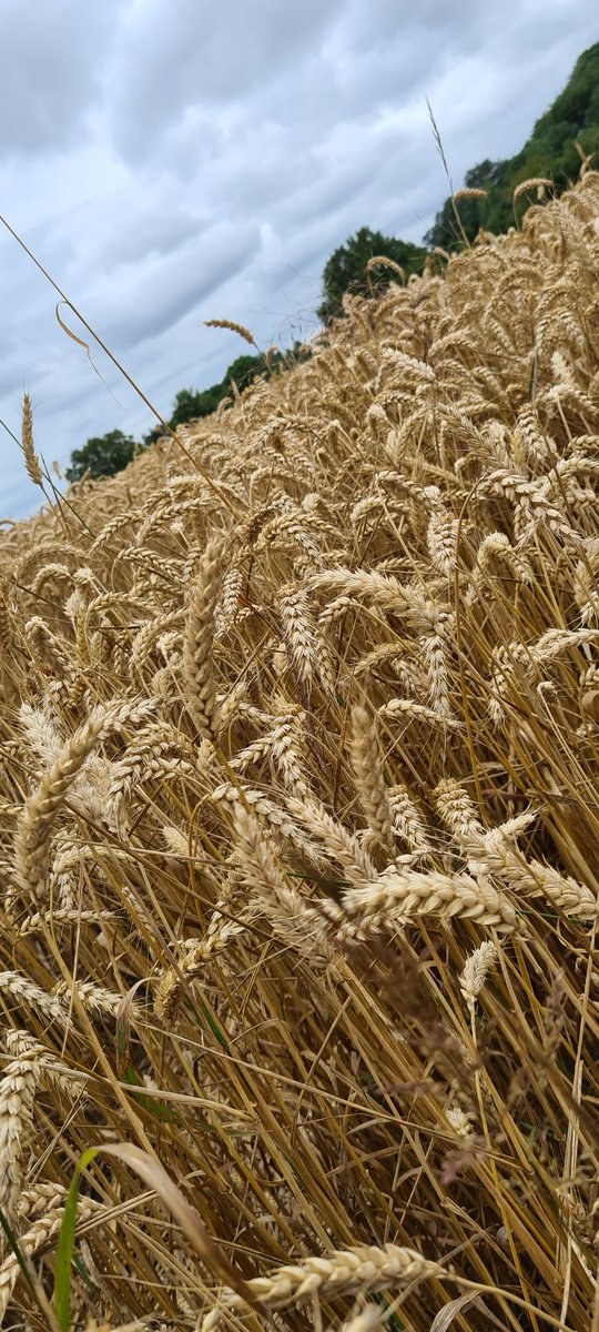 Les_Elles_Terre's tweet image. Bientôt 
#FrAgrimoisson2023 
#FrAgTw