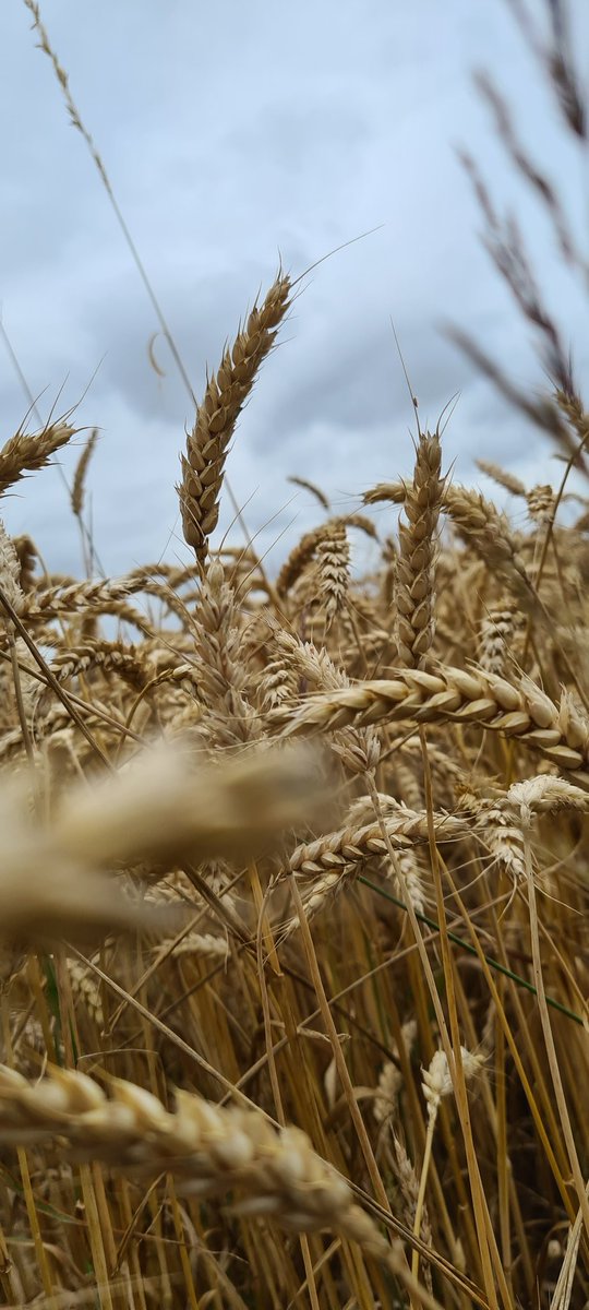 Les_Elles_Terre's tweet image. Bientôt 
#FrAgrimoisson2023 
#FrAgTw