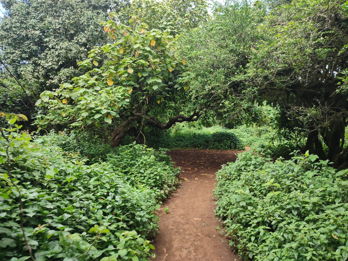 KipronoLeting's tweet photo. 📍Ngong Hills https://t.co/ZfrdqGZdTf