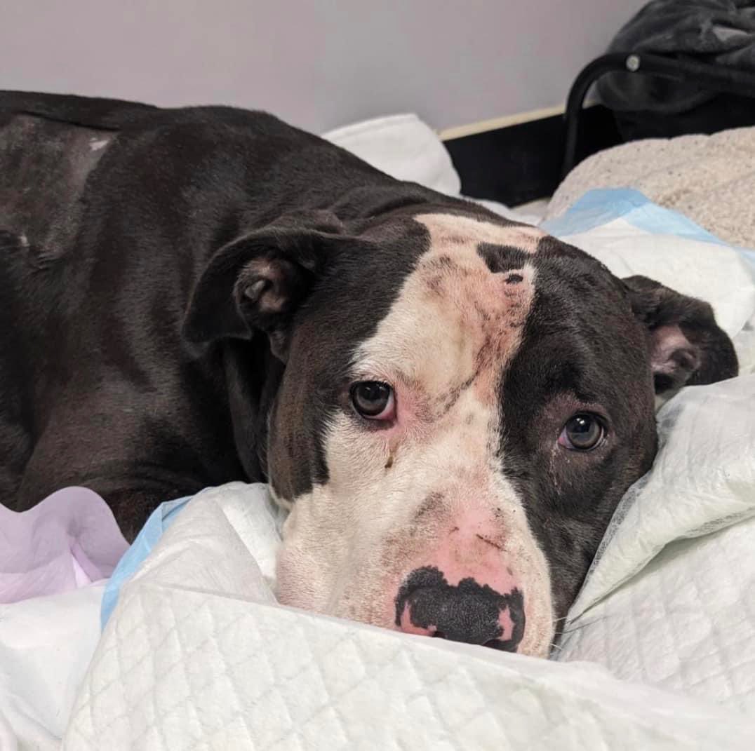 Gun violence affects the animals of #Philly too. Phoenix was found with wounds, maggots and bullet holes that fractured her cervical vertebrae. She’s at @ACCTPhilly looking for rescue. #dobetterphilly