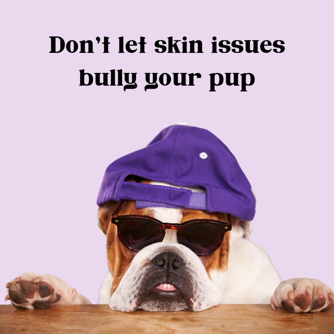 Get (almost) un-bully-vable results on a host of skin irritations, like wrinkle rashes, hotspots, lick granulomas, burns, wounds, and more with #lavengel
-
-
-
#dogfirstaid #bulldog #dogskincare #dogskinrelief #vetrecommended #vetapproved #naturaldogproducts