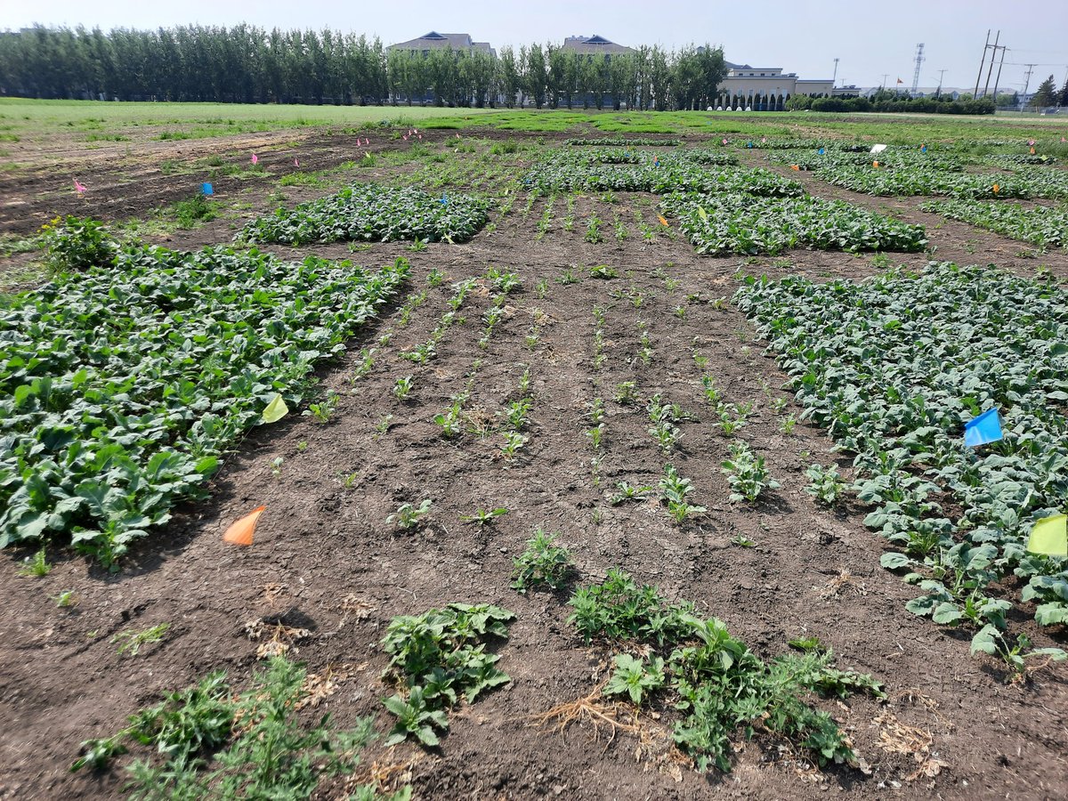 Big canopy differences between #canola planted with no neonics vs with a neonic. #fleabeetle feast