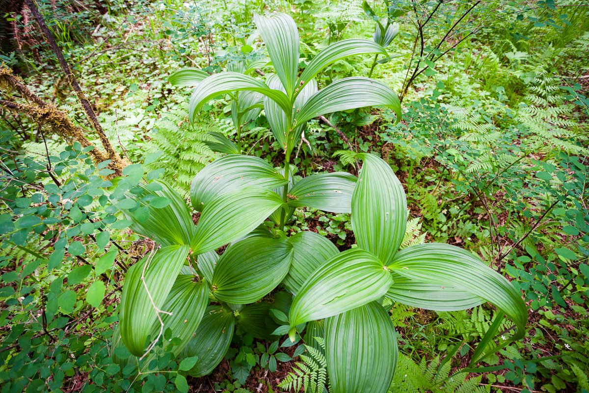 AncientForestBC's tweet photo. It's #ForestFeatureFriday and today we're talking about the #FalseHellebore! Click the link below to learn about this poisonous, yet beautiful rainforest plant.
https://t.co/UZF5JYBHe8 https://t.co/yYrvw6ct9C