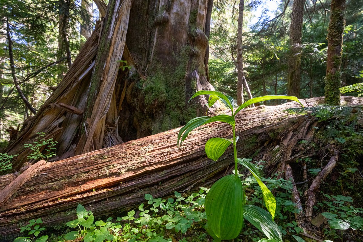AncientForestBC's tweet photo. It's #ForestFeatureFriday and today we're talking about the #FalseHellebore! Click the link below to learn about this poisonous, yet beautiful rainforest plant.
https://t.co/UZF5JYBHe8 https://t.co/yYrvw6ct9C