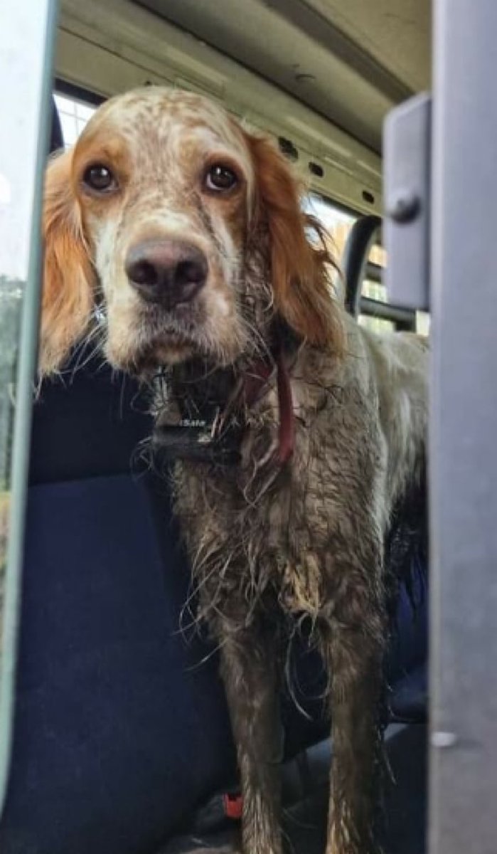 BastianGct's tweet photo. Gens de Montans dans le Tarn!

Ce Setter a été accueilli par la Mairie.
Il est impossible de lancer un appel pour les milliers d’animaux perdus, volés…

Mais si on peut aider à son niveau…faisons-le…

@SPA_Officiel @30millionsdamis 
@FBB_Officiel #Tarn https://t.co/rims11CRgs